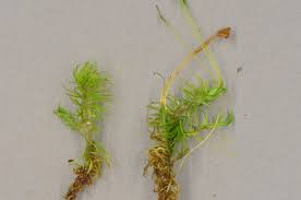 Attēlu rezultāti vaicājumam “| Dicranum”