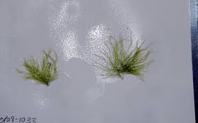 Attēlu rezultāti vaicājumam “Cladophora glomerata”