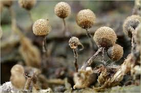 Attēlu rezultāti vaicājumam “Cribraria piriformis macro”