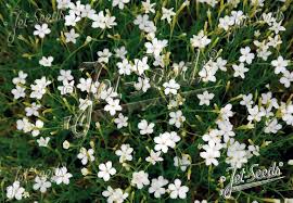Attēlu rezultāti vaicājumam “Dianthus deltoides bud”