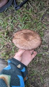 Attēlu rezultāti vaicājumam “Symphytocarpus trechisporus sessile”