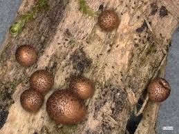 Attēlu rezultāti vaicājumam “Lycogala roseosporum”