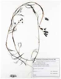 Attēlu rezultāti vaicājumam “Batrachium circinatum leaf”