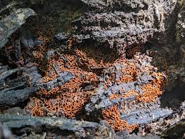 Attēlu rezultāti vaicājumam “Hemitrichia serpula spores”