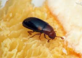 Attēlu rezultāti vaicājumam “Dacne bipustulata”