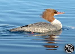 Attēlu rezultāti vaicājumam “Mergus merganser female”