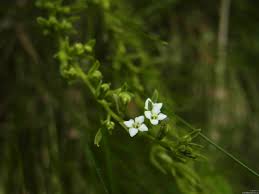 Attēlu rezultāti vaicājumam “Thesium alpinum flower”