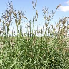 Attēlu rezultāti vaicājumam “Chloris chloris”