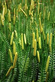 Attēlu rezultāti vaicājumam “Lycopodium annotinum”