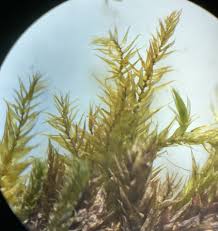 Attēlu rezultāti vaicājumam “Drepanocladus polygamus”