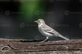 Attēlu rezultāti vaicājumam “Motacilla alba juvenile”