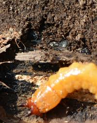 Attēlu rezultāti vaicājumam “Pyrochroidae larva”