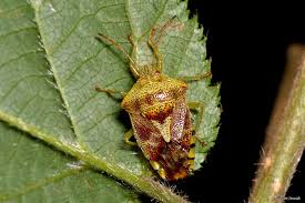 Attēlu rezultāti vaicājumam “Elasmucha grisea”