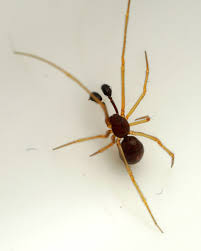 Attēlu rezultāti vaicājumam “Neottiura bimaculata female”