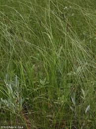 Attēlu rezultāti vaicājumam “Carex diandra”