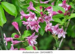 Attēlu rezultāti vaicājumam “Weigela praecox”