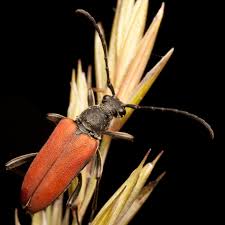 Attēlu rezultāti vaicājumam “Anastrangalia sanguinolenta”