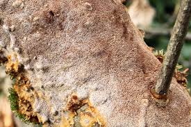 Attēlu rezultāti vaicājumam “Phellinus ferruginosus”