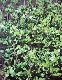 Attēlu rezultāti vaicājumam “Moehringia trinervia leaf”