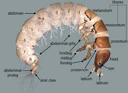 Attēlu rezultāti vaicājumam “Trichoptera”