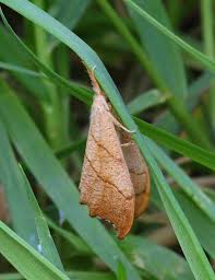 Attēlu rezultāti vaicājumam “Falcaria lacertinaria”