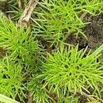 Attēlu rezultāti vaicājumam “Tripleurospermum inodorum”