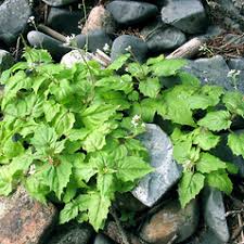 Attēlu rezultāti vaicājumam “Circaea alpina flower”