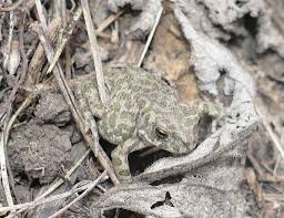 Attēlu rezultāti vaicājumam “Pseudepidalea viridis”