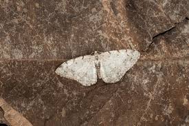 Attēlu rezultāti vaicājumam “Aethalura punctulata”