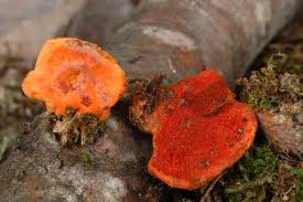 Attēlu rezultāti vaicājumam “Pycnoporus cinnabarinus”