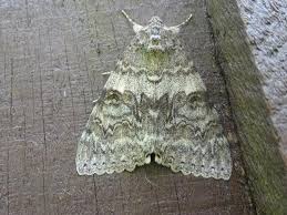 Attēlu rezultāti vaicājumam “Catocala nupta”