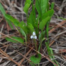 Attēlu rezultāti vaicājumam “Viola uliginosa leaf”