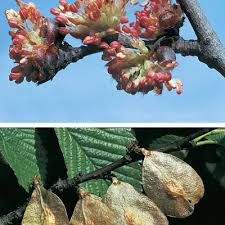 Attēlu rezultāti vaicājumam “Ulmus minor f. suberosa”
