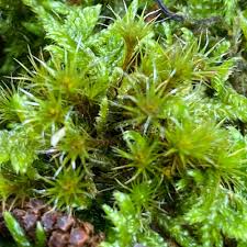 Attēlu rezultāti vaicājumam “Hypnum jutlandicum”