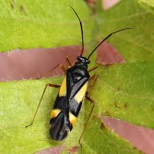 Attēlu rezultāti vaicājumam “Dryophilocoris flavoquadrimaculatus”