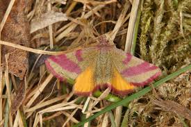 Attēlu rezultāti vaicājumam “Lythria cruentaria”