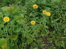Attēlu rezultāti vaicājumam “Inula salicina leaf”