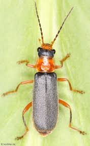 Attēlu rezultāti vaicājumam “Cantharidae”