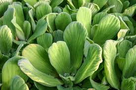 Attēlu rezultāti vaicājumam “Pistia stratiotes leaf”