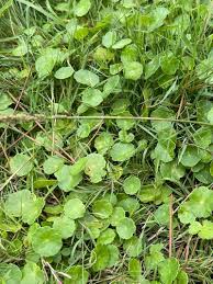 Attēlu rezultāti vaicājumam “Hydrocotyle vulgaris fruit”