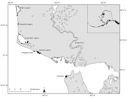 Image result for Liopsetta glacialis