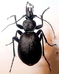 Attēlu rezultāti vaicājumam “Cychrus caraboides”