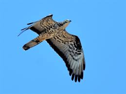 Attēlu rezultāti vaicājumam “Pernis apivorus adult”