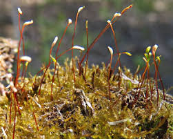 Attēlu rezultāti vaicājumam “Campylophyllum sommerfeltii”