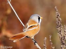 Attēlu rezultāti vaicājumam “Panurus biarmicus male”