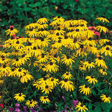 Image result for Rudbeckia