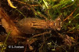 Attēlu rezultāti vaicājumam “Leucorrhinia pectoralis”