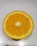 Attēlu rezultāti vaicājumam “Juglans x sinensis fruit”