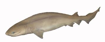 Image result for Hexanchus griseus