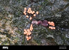 Attēlu rezultāti vaicājumam “Trichia contorta”